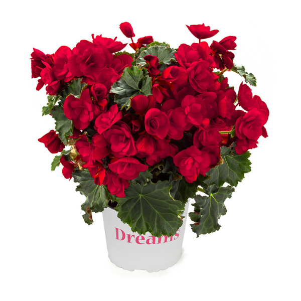 Begonia hiemalis 'Vermillion Red'