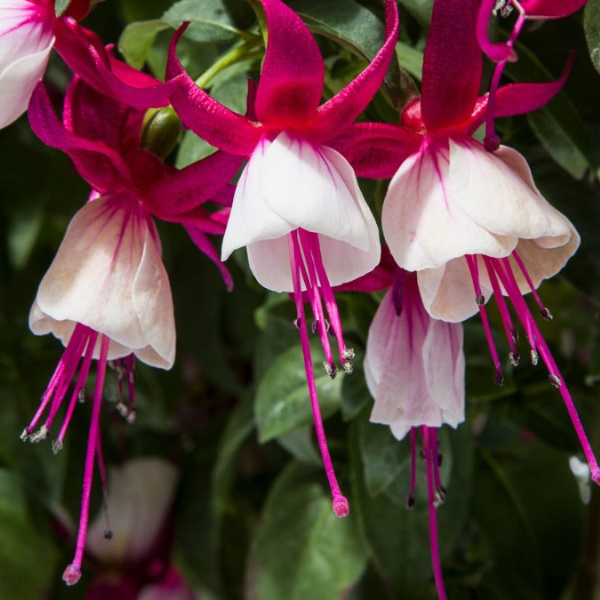 Fuchsia hybrid 'Windchimes Upright Neon/White'