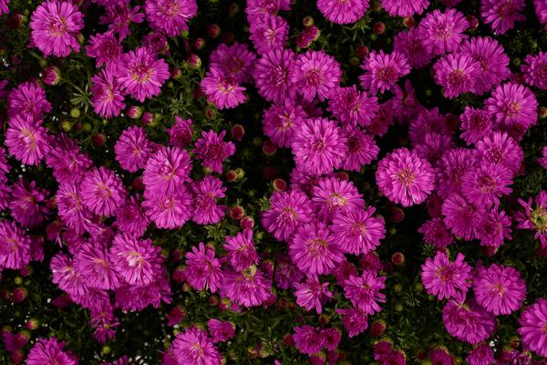 Aster Novi-Belgii 'Marie III Dark Pink'