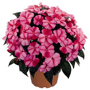 New Guinea impatiens hawkerii 'Tamarinda Purple Bicolor'