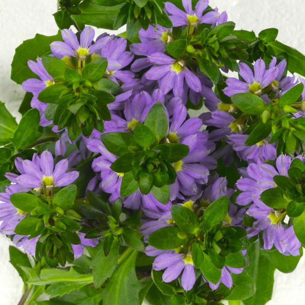Scaevola aemula 'Scala Blue Bird'