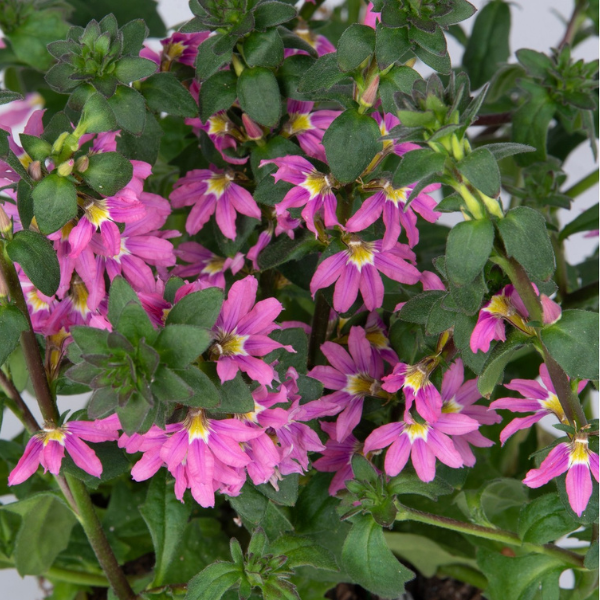 Scaevola aemula 'Scala Pink Bird'