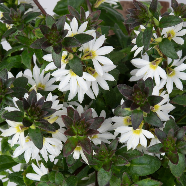 Scaevola aemula 'Scala White Dove'