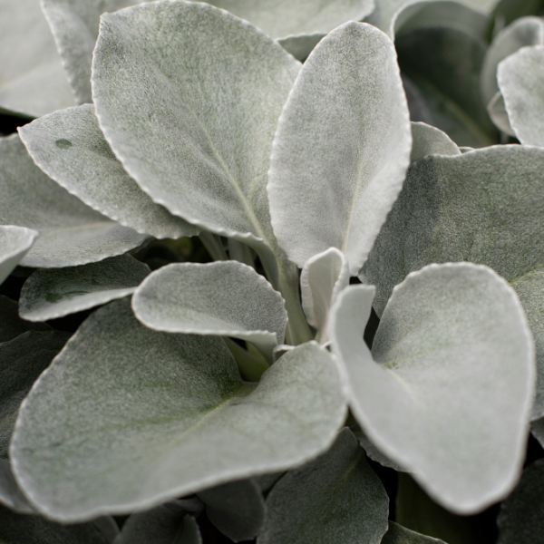 Senecio candicans 'Angel Wings'
