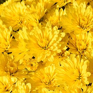 Mum chrysanthemum x morifolium 'Zinger Yellow'