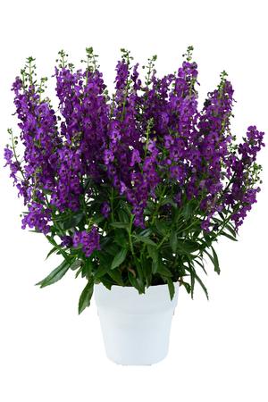 Angelonia 'Alonia Purple'