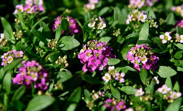 Alyssum lobularia maritima 'Easter Bonnet Deep Pink'