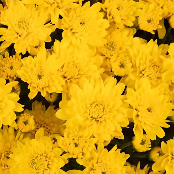 Mum chrysanthemum x morifolium 'Skylar Yellow'