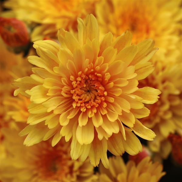 Mum chrysanthemum x morifolium 'Sizzling Yellow Fire'