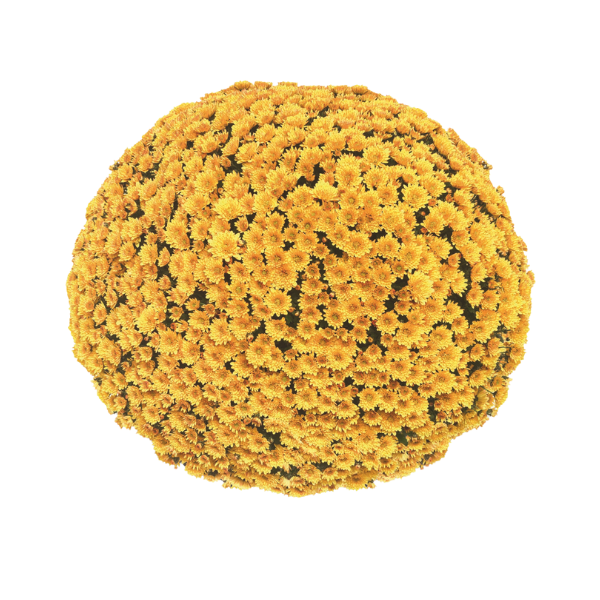 Mum chrysanthemum x morifolium 'Vigorelli Gold'