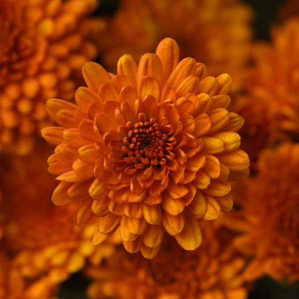Mum chrysanthemum x morifolium 'Spicy Pumpkin Orange'