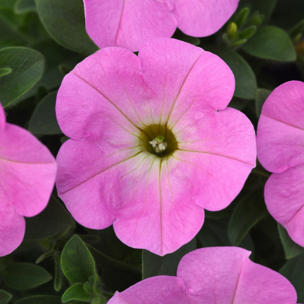 Petunia hybrida 'Starlet Light Pink'