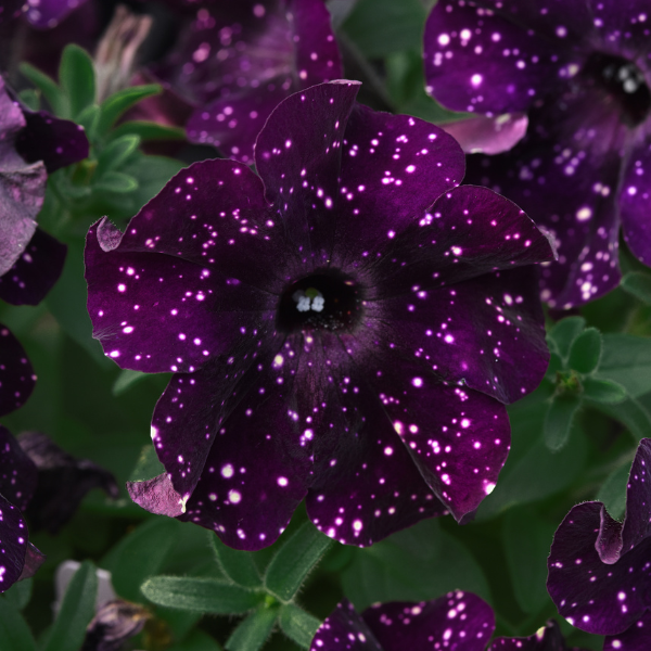Petunia hybrida 'Starlet Midnight Sky'