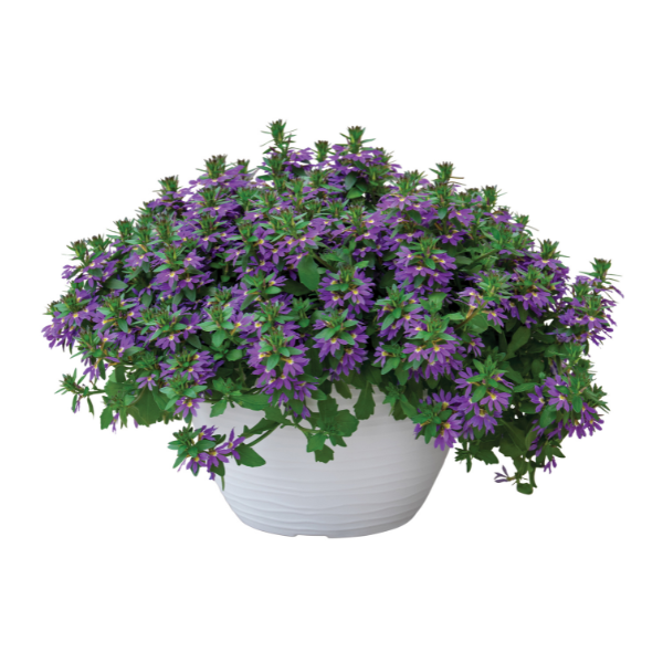 Scaevola aemula 'Scala Purple Bird'