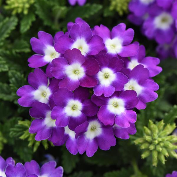 Verbena hybrida 'Blues Violet with Eye'