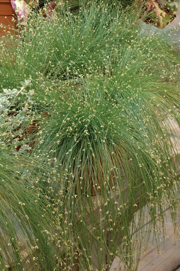 Ornamental Grass isolepis cernua 'Isolepsis Live Wire'