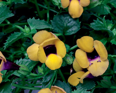 Torenia hybrida 'Catalina Gilded Grape'
