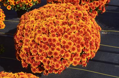 Mum chrysanthemum x morifolium 'Copper Coin Bronze'