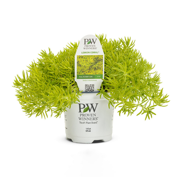 Sedum rupestre 'Lemon Coral'