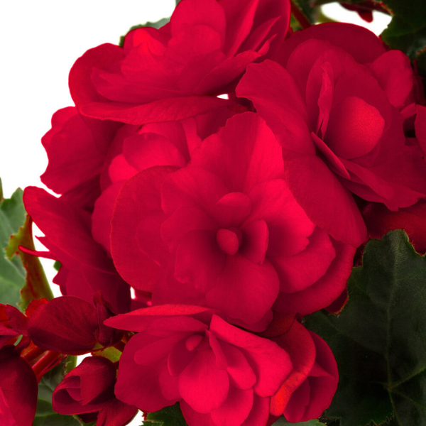 Begonia hiemalis 'Vermillion Red'