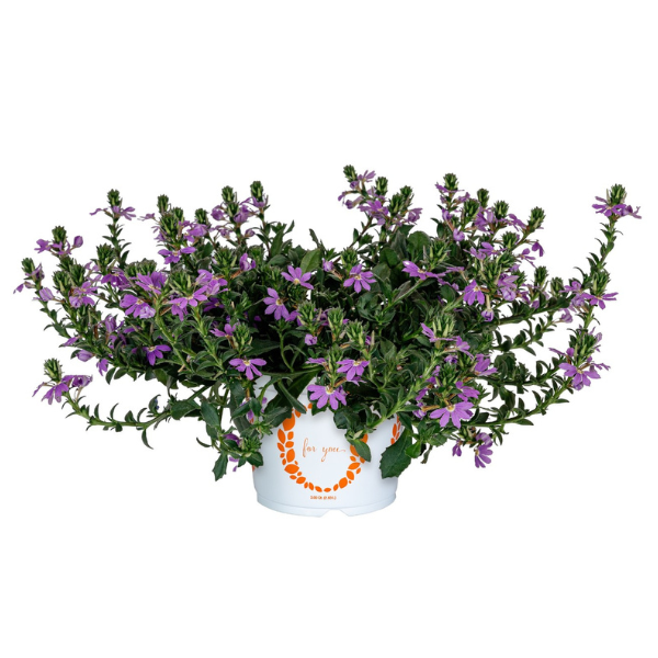 Scaevola aemula 'Scala Blue Bird'