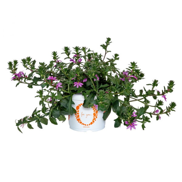 Scaevola aemula 'Scala Pink Bird'