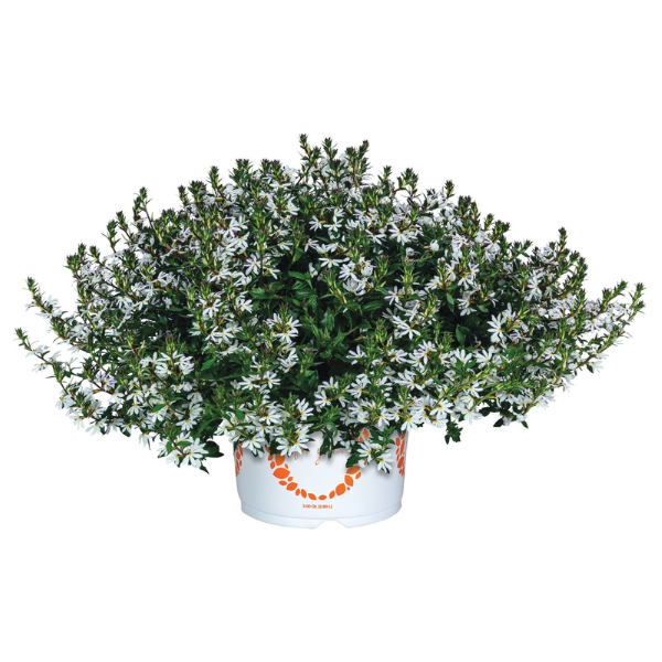 Scaevola aemula 'Scala White Dove'