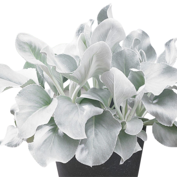 Senecio candicans 'Angel Wings'