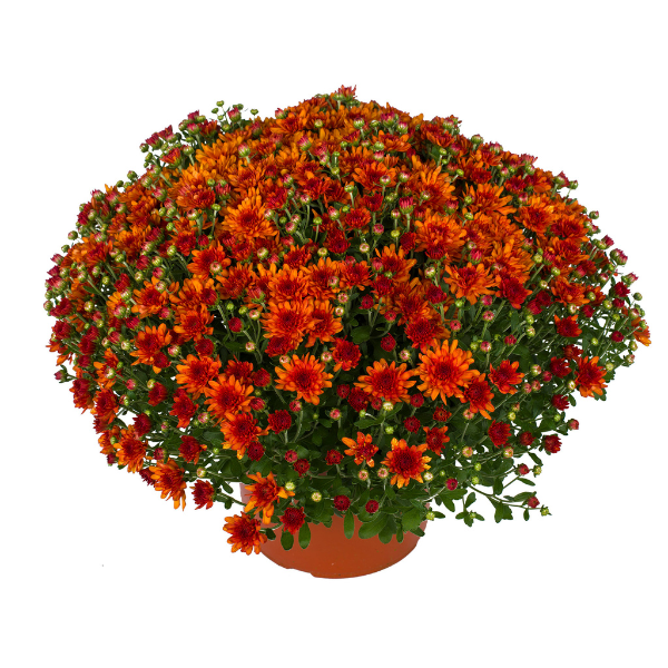 Mum chrysanthemum x morifolium 'Wanda Bronze'