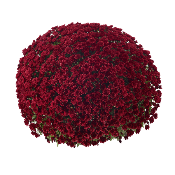 Mum chrysanthemum x morifolium 'Vigorelli Red'