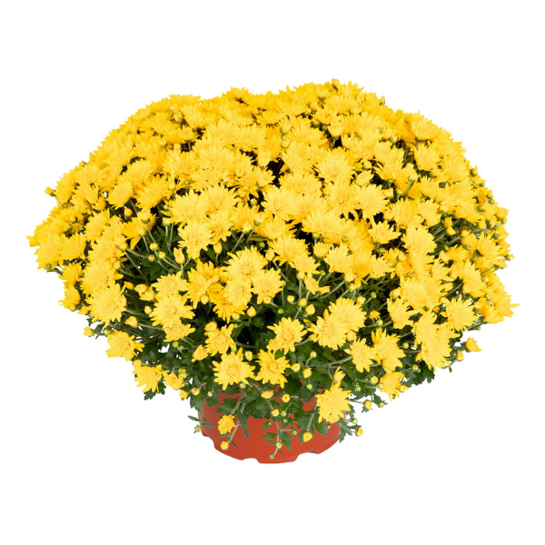 Mum chrysanthemum x morifolium 'Skylar Yellow'