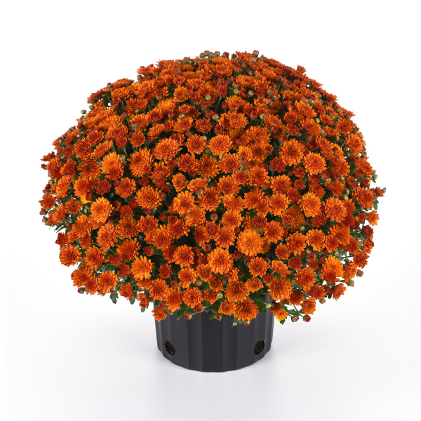 Mum chrysanthemum x morifolium 'Spicy Pumpkin Orange'
