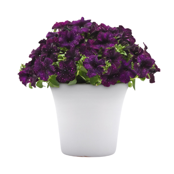 Petunia hybrida 'Starlet Midnight Sky'