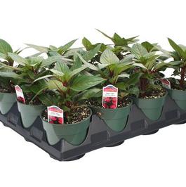 PF Tray of #4.5 Pot New Guinea Sonic Lilac