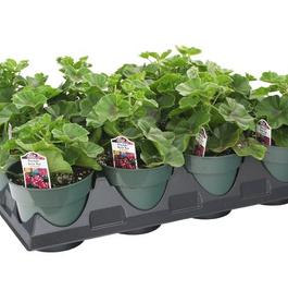 PF Tray of #4.5 Pot Ivy Geranium Freestyle Arctic Red