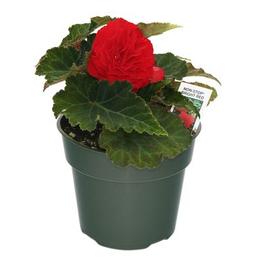 PF #4.5 Pot Begonia Non Stop Bright Red
