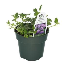 PF #4.5 Pot Verbena Superbena Large Lilac Blue