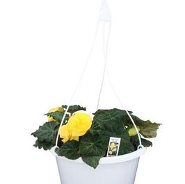 PF #10 HB Begonia Non Stop Yellow