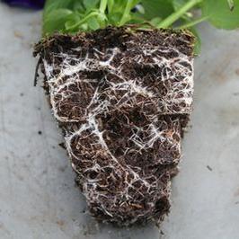 1801 Root Stepper Pansy Root System