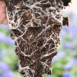 1801 Root Stepper Pansy Root System