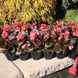 1801 Root Stepper Begonia