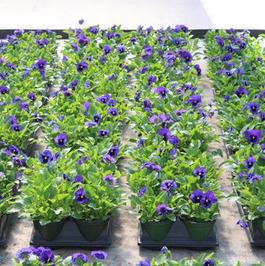 Pansy Trays