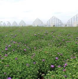 Fall Asters