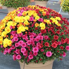 Fall Tri-color Mum