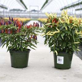 Fall Ornamental Peppers