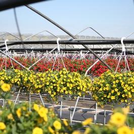 Summer Sensation #10 Hanging Baskets