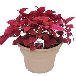 PF #8 Terra Pot Coleus Redhead