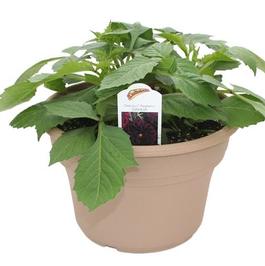 PF #8 Terra Pot Dahlia Delicious Raspberry