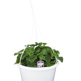 PF #10 HB Ivy Geranium Temprano Lavender