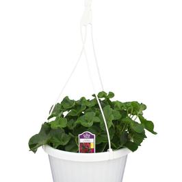 PF #8 HB Ivy Geranium Contessa Burgundy